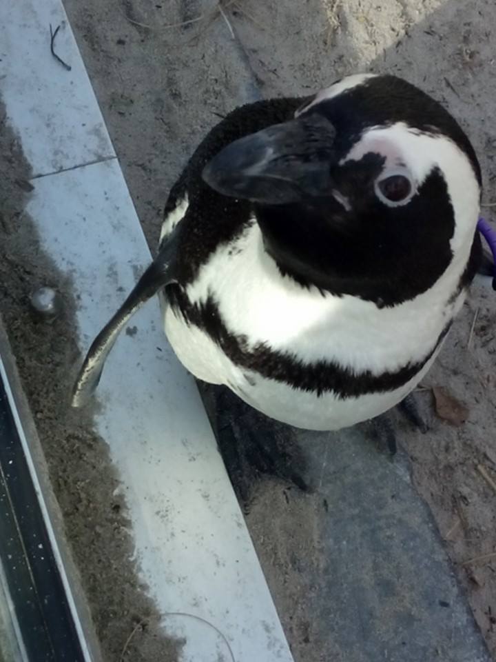 http://gerhildemaakt.wordpress.com pinguin zoo