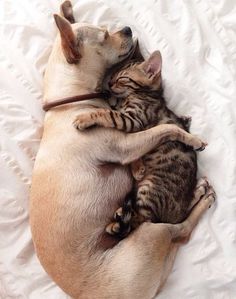 http://www.buzzfeed.com/alanamassey/cats-and-dogs-choosing-love#.rjqZZ9mVeb